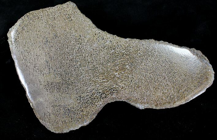Large Polished Agatized Dinosaur Bone Section - x #21346